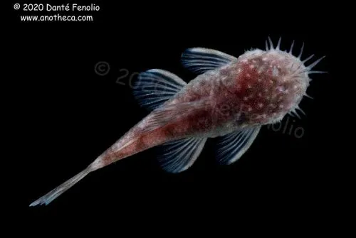 Cá lau kiếng hang động mù, Ancistrus cryptophthalmus