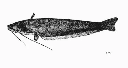 Silurichthys hasseltii: line drawing