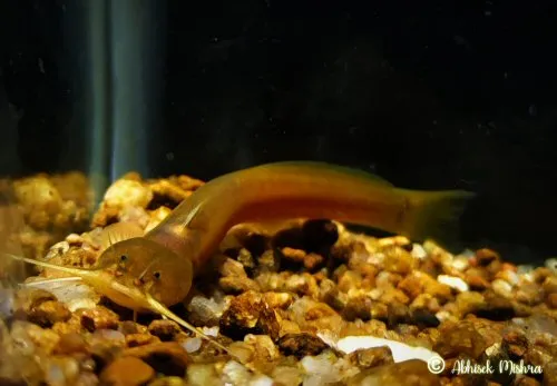 Amblyceps cerinum: head view