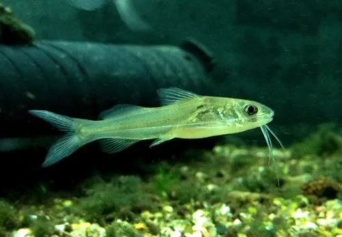 Cá trê Brachyrhamdia heteropleura, Brachyrhamdia heteropleura