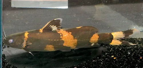 Cá trê ong nghệ châu Á, Pseudomystus siamensis