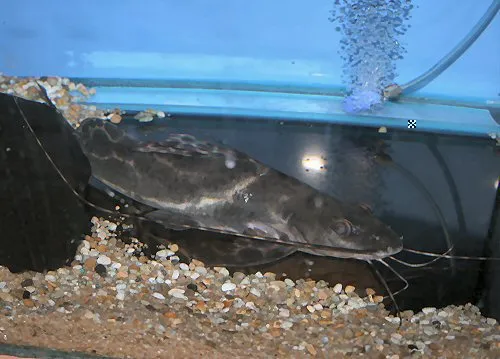 Leiarius pictus