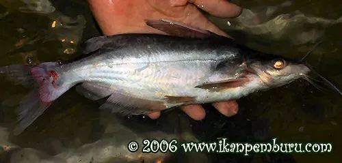 Cá da trơn Cranoglanis henrici, Cranoglanis henrici