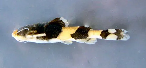 Cá akysid không gai, Pseudobagarius inermis