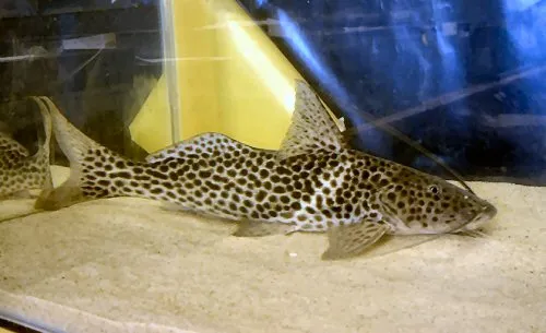 Cá nheo Tocantins, Aguarunichthys tocantinsensis