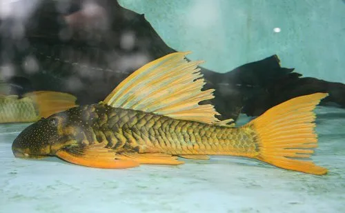 Hypostomus luteus