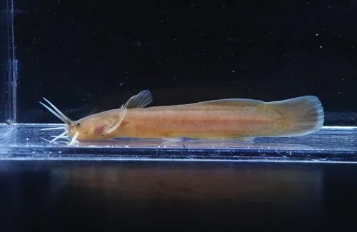Cá da trơn Liobagrus anguillicauda, Liobagrus anguillicauda