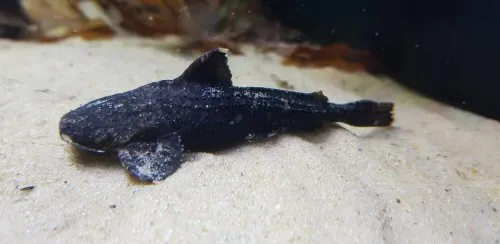 Acrochordonichthys rugosus