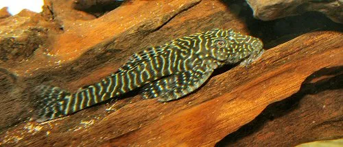 Pseudolithoxus tigris