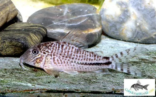 Corydoras fulleri