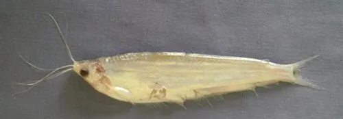 Cá da trơn Jamuna ailia, Ailiichthys punctata