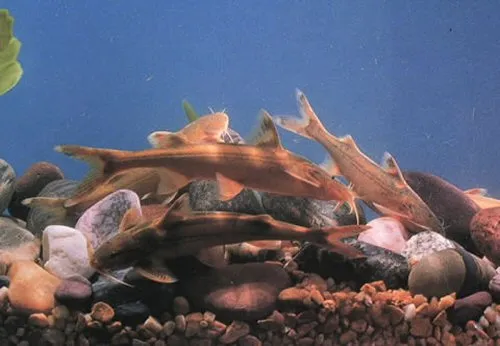 Glyptothorax dorsalis