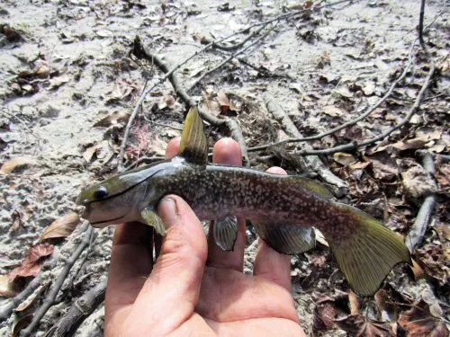 Ameiurus serracanthus