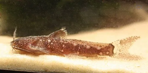 Cá da trơn Parakysis verrucosus, Parakysis verrucosus