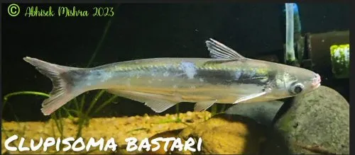 Clupisoma bastari: From Mahanadi river, Odisha, India