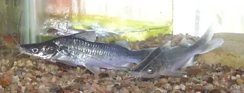 Iheringichthys megalops