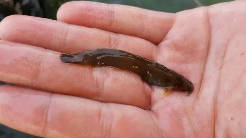 Liobagrus mediadiposalis: Nammun-ri, Yangyang-eup Yangyang, Gangwon-do