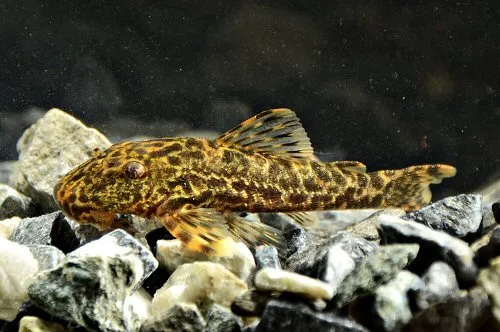 Cá Pareiorhaphis steindachneri, Pareiorhaphis steindachneri