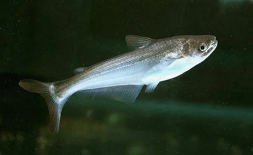 Silonia silondia: juvenile