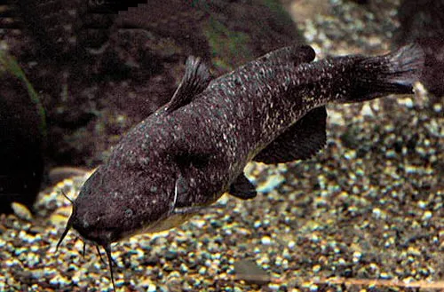Ameiurus serracanthus