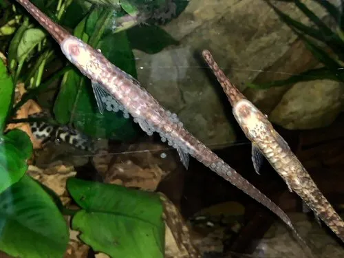 Cá chuột cành cây mõm rộng, Farlowella platorynchus