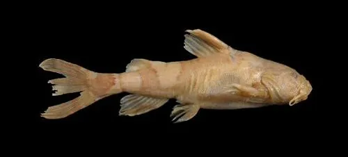 Akysis variegatus: Preserved specimen
