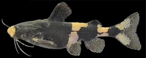Pseudobagarius inermis