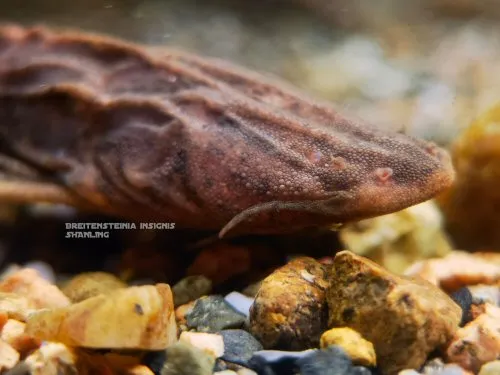 Breitensteinia insignis: head view