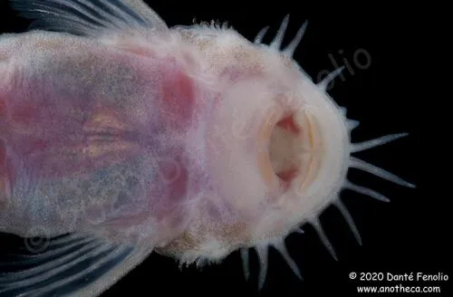 Ancistrus cryptophthalmus: ventral view