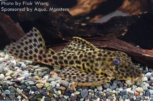 Cá hemiancistrus medians, Hemiancistrus medians