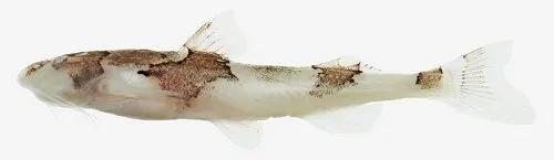 Cá akysid Pseudobagarius similis, Pseudobagarius similis