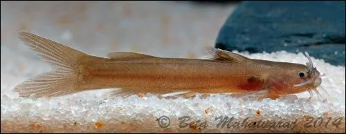Cá trê Amblyceps tenuispinis, Amblyceps tenuispinis