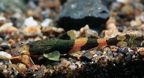 Cá Pseudobagarius leucorhynchus, Pseudobagarius leucorhynchus