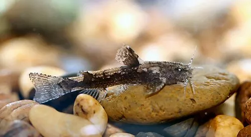 Cá akysis yên ngựa, Akysis ephippifer