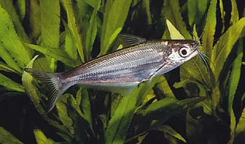 Cá nheo Eutropiichthys britzi, Eutropiichthys britzi