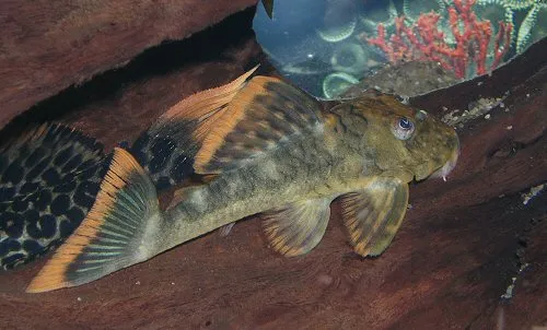 Cá L106, Hemiancistrus guahiborum