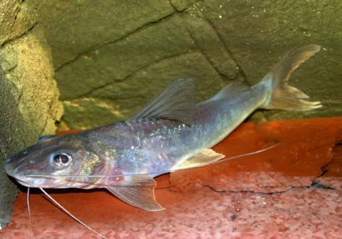 Cá Megalonema đầu bẹt, Megalonema platycephalum