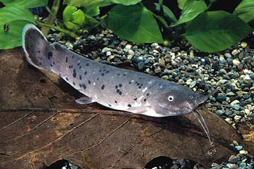 Cá trê điện lùn, Malapterurus microstoma