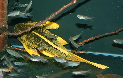 Cá lau kiếng vàng, Hypostomus luteus