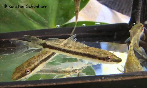 Cá otocinclus Maria, Otocinclus mariae