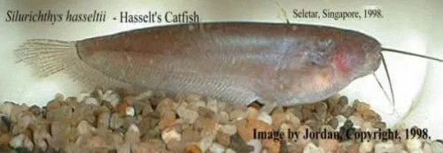 Cá da trơn lá Hassel, Silurichthys hasseltii