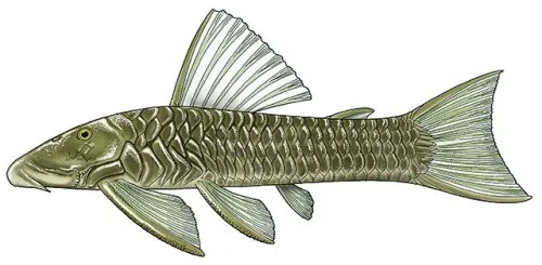 Cá lau kính Chaetostoma fischeri, Chaetostoma fischeri