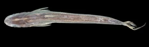 Eutropiichthys cetosus: dorsal view