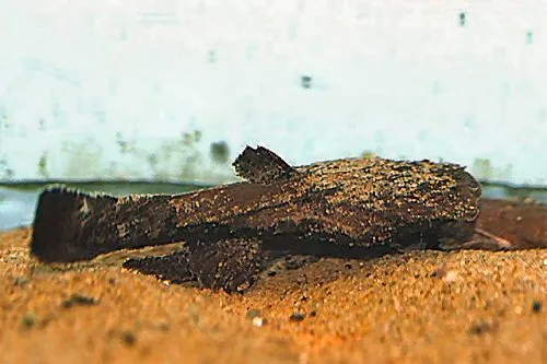 Cá nheo miệng ếch, Chaca bankanensis