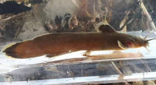 Cá trê suối Liobagrus mediadiposalis, Liobagrus mediadiposalis