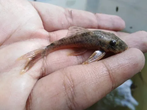 Lasiancistrus caucanus: Tucurinca, Zona Bananera, Magdalena, Colombia