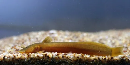Cá da trơn Amblyceps cerinum, Amblyceps cerinum