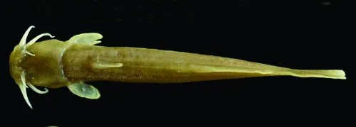 Liobagrus chengduensis: Dorsal view-paratype