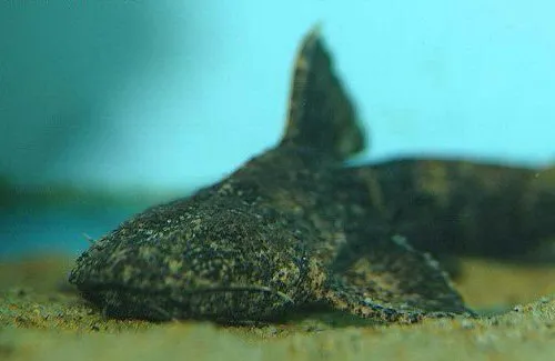 Acrochordonichthys rugosus