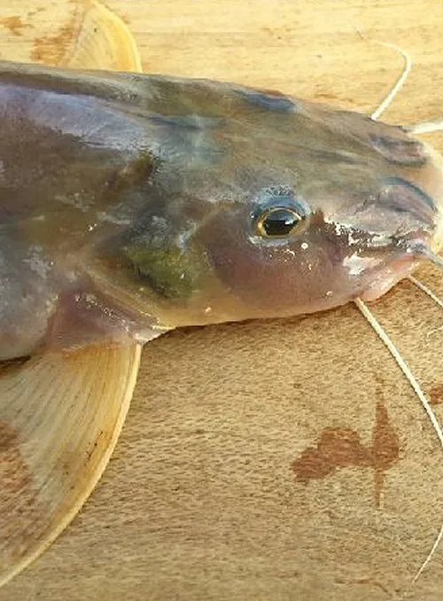 Megalonema platycephalum: head view